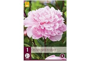 JUB 1 PIVOINE SARAH BERNHARDT