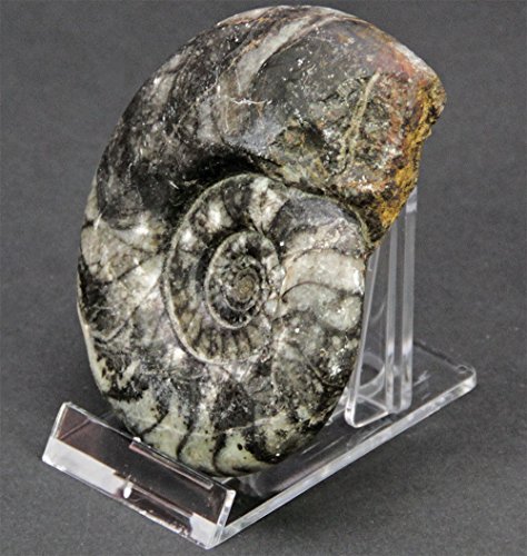 10 Acryl Tellerständer Tellerhalter auch für Mieneralie Achatscheiben und Münzen Länge 70mm x Breite 40 mm Höhe 50 mm