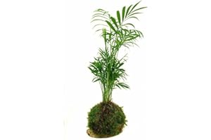 GARDEN CENTER SHOP BY VM Garden Center Shop | Kokedama Chamaedorea 30 cm sobre Base de Madera | Maceta Viva de Musgo Estilo Japonés | Palmera Elegante en Decoración Botánica Natural