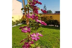 Clematis Ville de Lyon - Flerårig rödblommande klätterväxt och härdig