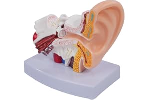 Ieron 1.5 x Desk Ear Model, Detailed Human Ear Anatomy Model, Ear Aud-itory System Organ with Enhanced Ear Structure for Educational and Professional Use