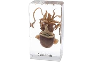 RAINBOW_ROAD Esemplare di seppia Esemplare di Animale in Blocco Acrilico Fermacarte Collezione di Resine Display Creature Acquatiche Scienza Istruzione Classe