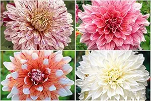 FERNSFLY Flower Bulbs IMP. Dahlia | Dhalia | Dahalia Perennial Flower Bulbs Excellent Quality Attractive Aromatic Flower Home Outdoor Gardening Flowering Bulbs (Pack Of 10 Mutli Collection)