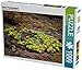 Produktbild Bunter Pflanzenteppich 1000 Teile Puzzle quer: Pflanzenwelt Madeiras (CALVENDO Natur)
