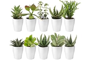 ‎ECOWORLD vdvelde.com - Ecoworld Mini Sukkulenten echte pflanzen mit Keramik topf - 10 Verschiedene Arten sehr pflegeleicht, benötigen wenig Wasser - 10 sukkulenten pflanze Ø6 cm Höhe 8-15 cm