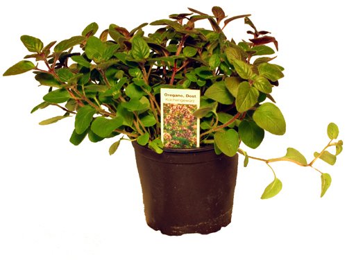 Oregano,1 frische Küchenkräuter Pflanze