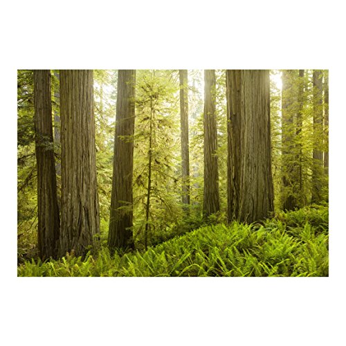 Vliestapete Premium – Redwood State Park Waldblick – Fototapete Breit Vlies Tapete Wandtapete Wandbild Foto 3D Fototapete, Größe HxB: 320cm x 480cm - 6