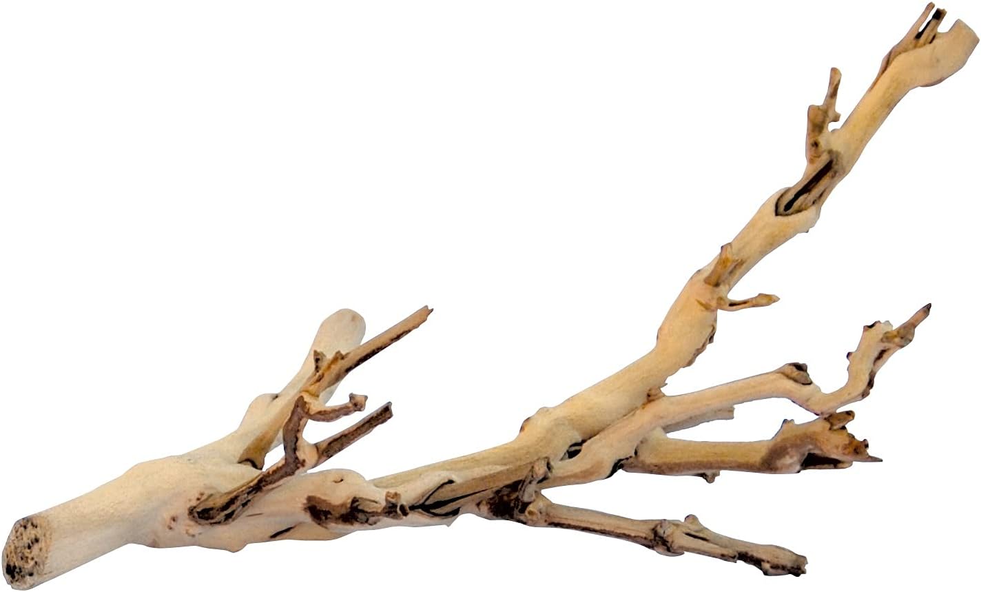 Exo Terra Forest Branch, Small (Exact Size May Vary)