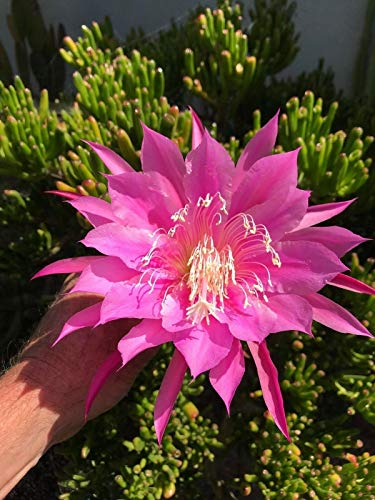 Preisvergleich Produktbild GEOPONICS Bohne, Sojabohne Bio Sprouting8 OZ