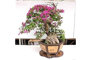 50 Pezzi bouganville, Pianta in Vaso, Buganville Fiore, ietà Completa, Il germogliamento Tasso al 95 %, per Il Giardino Domestico di impianto: 15