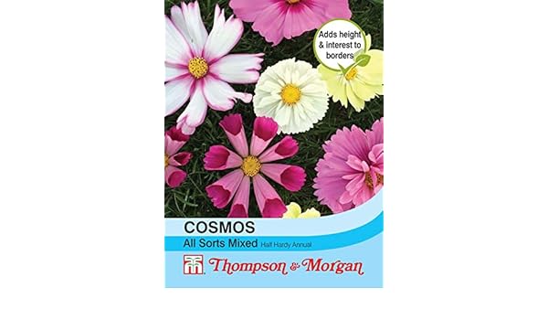 Thompson Et Morganfleurscosmos Toutes Sortes Mixtes