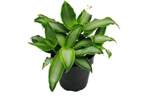 Exotenherz - Murdannia loriformis "Bright Star" - niedrig wachsende Zimmerpflanze - 12cm Topf