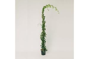 PLANTÌ PLANTI' PIANTA VERA EDERA | Hedera | Piante ornamentali sempreverdi, rampicanti adatte a muro, griglie e struttura a rete in legno1 (Hibernica)