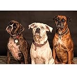 5D Diamante painting kits voll drill bit diamond embroidery, 8 x 10 inch 5D Diamond painting flower Dandelion full diamond picture DIY embroidery painting Cross Stitch Kit Fantasie Dandelion 30 * 30 cm) 5D full diamond painting kits for adults drill, 12x16 inch 5D DIY Diamond painting kit living room decorative wall art sticker Night Sky (16X12INCH/40 x 30 cm) 5D embroidery Bilder Rhinestone Klebte DIY painting Cross Stitch animal Peacock links