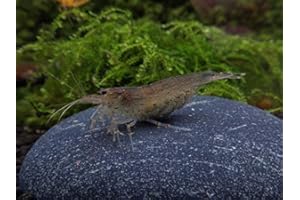 GARNELEN TOM Sehr Junge Amano Garnele - Caridina multidentata (Japonica), 10 Stück