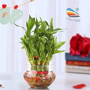 SMZ Brandlines 2 Layer Lucky Bamboo Plant for Home Decoration with Pot and Seven Color Jelly Balls | fengshui Good Luck Live Indoor Plant