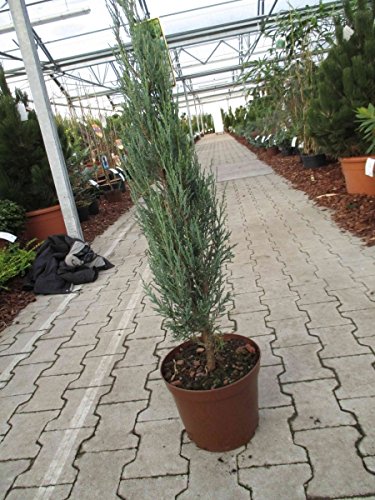 Baumschule Anding Blauer Raketenwacholder - Juniperus scopulorum - Blue Arrow