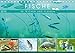 Produktbild Fische in Teichen und Flüssen (Tischkalender 2018 DIN A5 quer): Großartige Unterwasseraufnahmen von Fischen in unseren Gewässern (Monatskalender, 14 ... [Kalender] [Apr 13, 2017] CALVENDO, k.A.