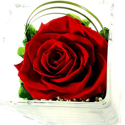 Rosen-te-amo Muttertag Geschenk Konservierte Rose – Blumen-Gesteck aus ECHTE Blumen in der Vase, 1 PREMIUM haltbare-Rose in Rot – unser Blumen-Arrangement sind lange haltbar Geschenk zum Muttertag(Würfel-Vase, Rote-Rose) - 4