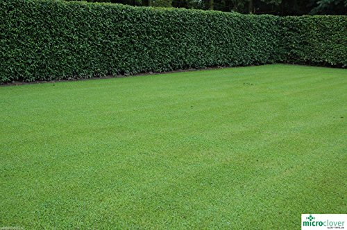Mikroklee ( Microclover ), Rasenklee, 100 g Saat für ca. 50 m²