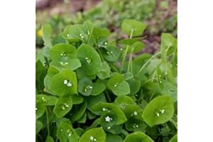 HAPPY GREEN SHOP Winter Purslane Salad - 1000 Seeds + freebie + Plant tag (Claytonia Perfoliata)
