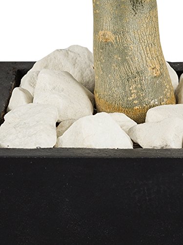 PFLANZWERK® Pflanzkübel Dekosteine Zierkies KRISTALL NATURSTEINE Weiss 5KG *Frostbeständig* *UV-Schutz* *Qualitätsware* - 2