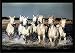 PAF Vastu Seven Lucky Running Horses Framed Wall Art Paintings (Wood,35cmx 2Cmx 50Cm) RS.290.00