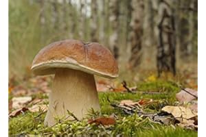 MYCELIUM Myzel für Boletus edulis / Gemeiner Steinpilz, zum Pflanzen eigener Pilze