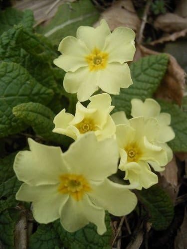 Primrose, Wild (Primula vulgaris) Plant - 500 Plug Plants (40cc)