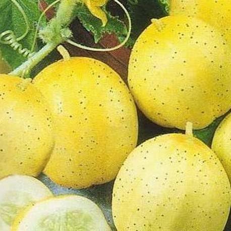 CUCUMBER - Lemon - 20 SEEDS [easy to grow]