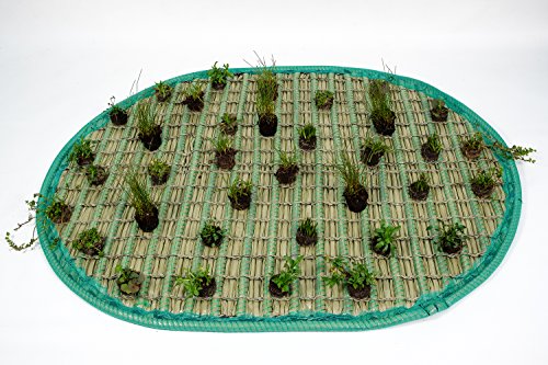 Pflanzinsel inkl. 36 winterharten Teich-Pflanzen, oval, 120 x 160 cm – schwimmende Teichinsel mit Teichbepflanzung – Algen reduzieren in Koi-Teich durch Schwimmpflanzen auf Pflanzeninsel - 2
