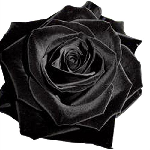 ESHOO 100 Samen Schwarzer Rosenstrauch Blumensamen