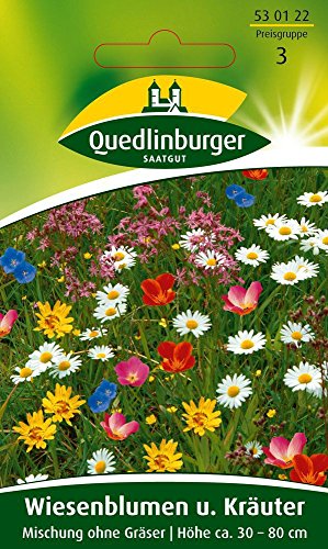 Blumenwiese - Wiesenblumen u. Kräuter Mischung ohne Gräser von Quedlinburger Saatgut