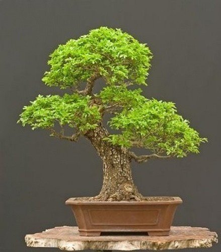 Chinesische Ulme 10 Samen (Ulmus parvifolia) perfekt für Bonsai