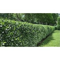 ligustrum jap Wax Leaf Privet (Ligustrum Japonicum Texanum) main image 0