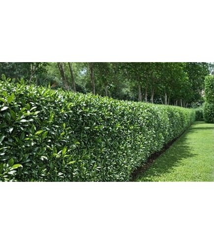 immergrner Kirschlorbeer Prunus laurocerasus Genolia -R- 150-175 cm hoch  im 15 Liter Pflanzcontainer : Amazon.de: Garten