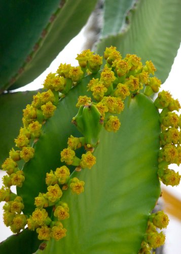 Tropica- Kakteen -Riesen-Wolfsmilch ( Euphorbia ingens ) – 10 Samen - 3