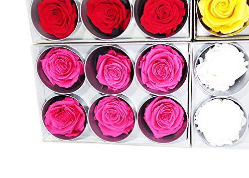 6 Echte, konservierte Rosenköpfe; Farbe rot, dazu 25 gr. Konserviertes Moos - 3