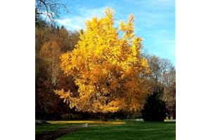 HORTUS PLANTA Ginkgo biloba - Maidenhair Tree, Plant in 1 L Pot