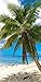 Produktbild 100% Baumwolle Große Palm Tree Design Urlaub/Schwimmen/Beach/Badetuch, 75 150