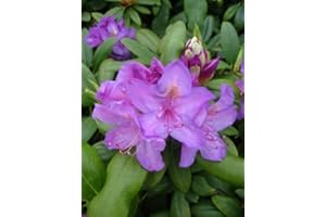 PLANTENWELT Alpenrose Rhododendron catawbiense Grandiflorum 60-70 cm hoch mit Ballen