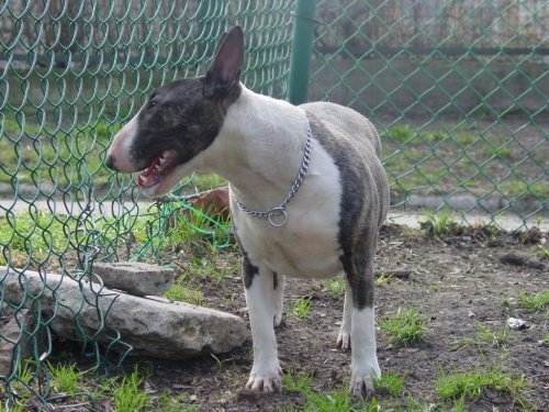 CHAMPION-DOG-CHOKE-CHAIN-METAL-COLLAR-CHROME-PLATING-RANGE-OF-SIZES
