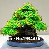 Tipo de producto: Bonsai Uso: Al aire libre Plants Cultivando Grado de dificultad: Muy Easy
