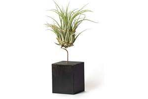 PLANDAIRE Plantas de interior para decorar la oficina escritorio estudio fáciles de cuidar Tillandsia Ionantha Scaposa (Soporte Incluido) (Negro)