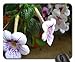Price comparison product image Achimenes Mouse Pad, Mousepad (Flowers Mouse Pad)