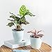 Mkouo 3 Pack Self Watering Plant Pots Indoor Outdoor White Plastic Flower Planter, M