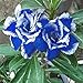 Produktbild ScoutSeed 6EA1 85DE Hot 2 Stücke Blau mit Weiß Desert Rose Blumensamen Adenium Obesum Decor