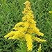 Produktbild AGROBITS Solidago nadensis - 100- Rod y