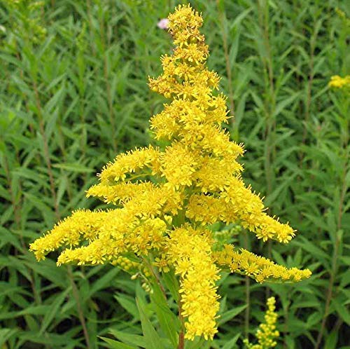Preisvergleich Produktbild AGROBITS Solidago nadensis - 100- Rod y