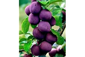 BAKKER Prugno Valor -cad.-Arbusti